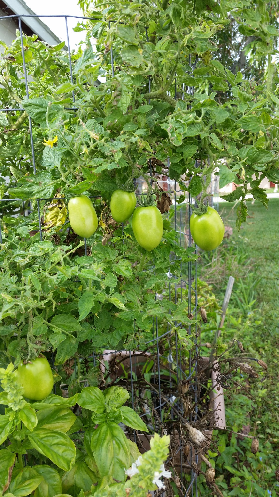 EASY DIY TOMATO CAGES