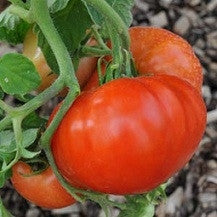 NEW Heirloom Seeds for 2017 at Mary's Heirloom Seeds