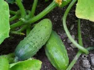 Growing Organic Cucumbers from Seed to Harvest