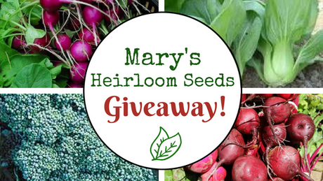 DECEMBER SEED GIVEAWAY @ MARY'S HEIRLOOM SEEDS