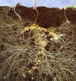 What is Ecto Mycorrhizae?