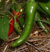 Growing Organic Peppers from Seed