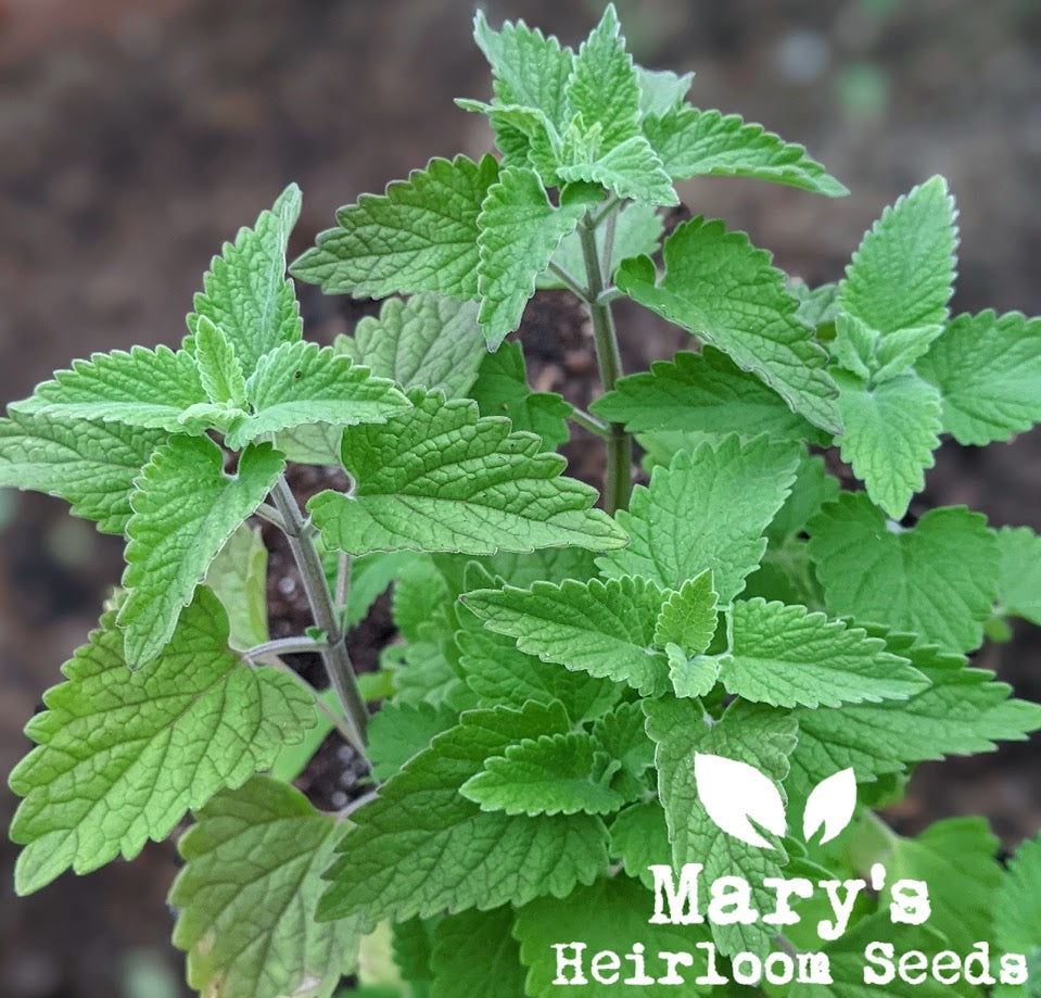 SPRING 2024 SEED GIVEAWAY at Mary's Heirloom Seeds