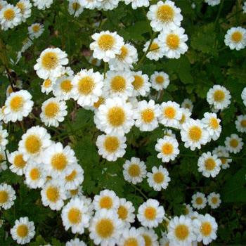 About Feverfew