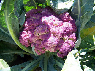 Growing Cauliflower from Seed to Harvest