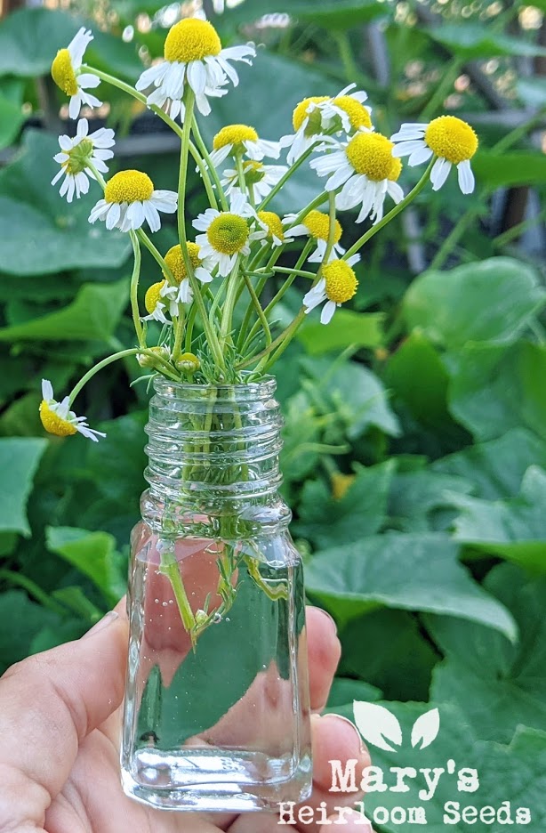 Growing Chamomile from Seed to Harvest