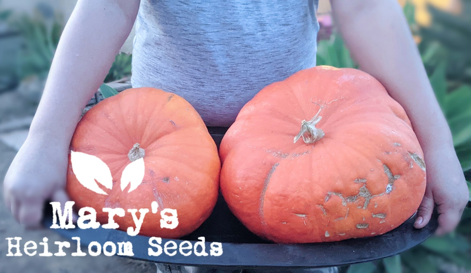 Grow a Giant Pumpkin Challenge