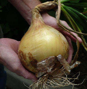 Heirloom Onions