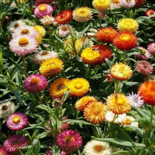 Strawflower, Dwarf Tom Thumb Mix