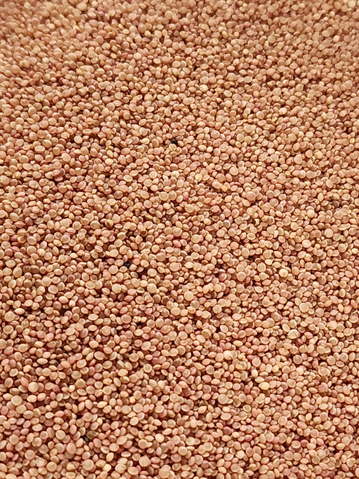 Love Lies Bleeding Amaranth Microgreen Seeds