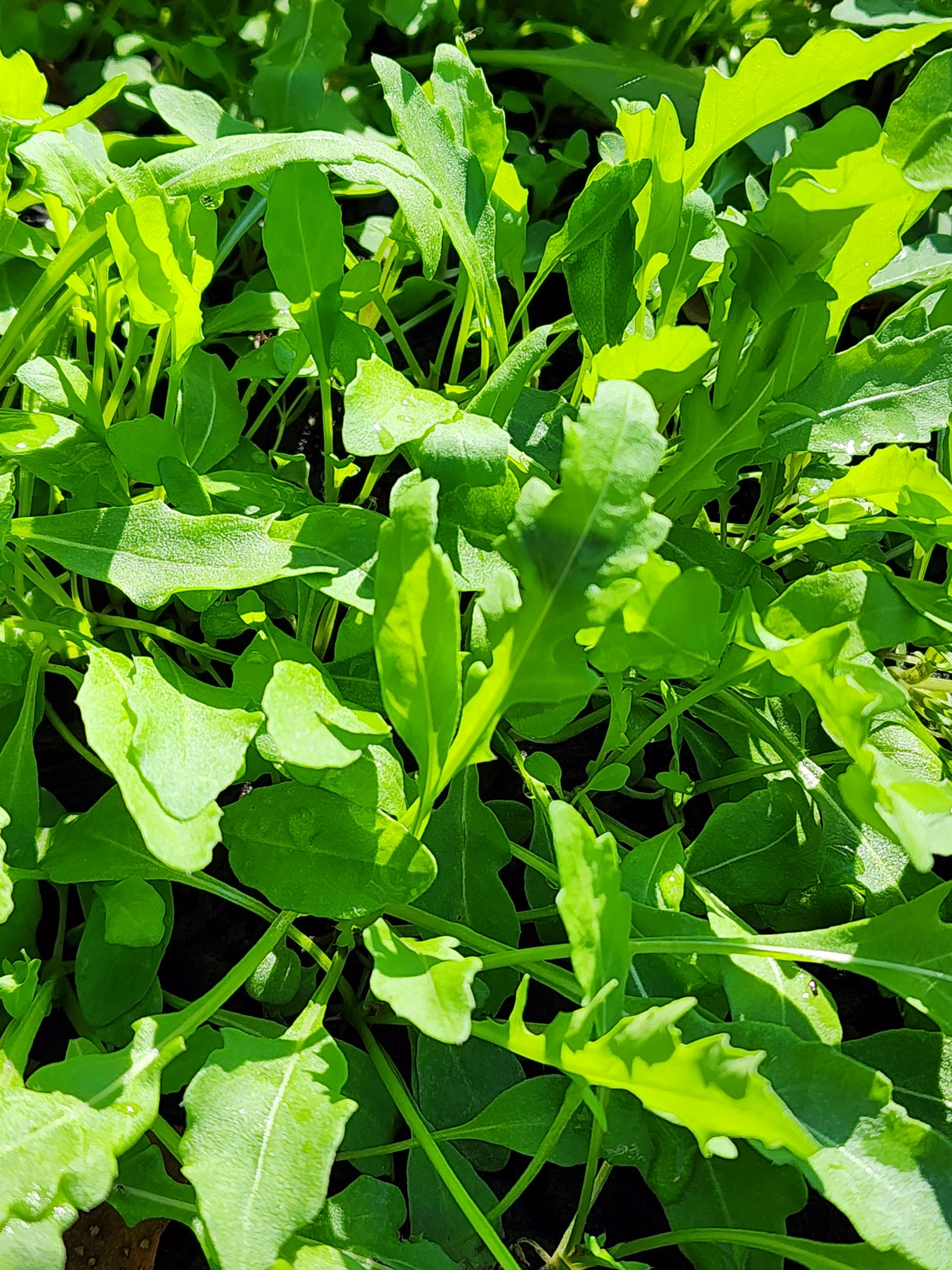 Wild Arugula