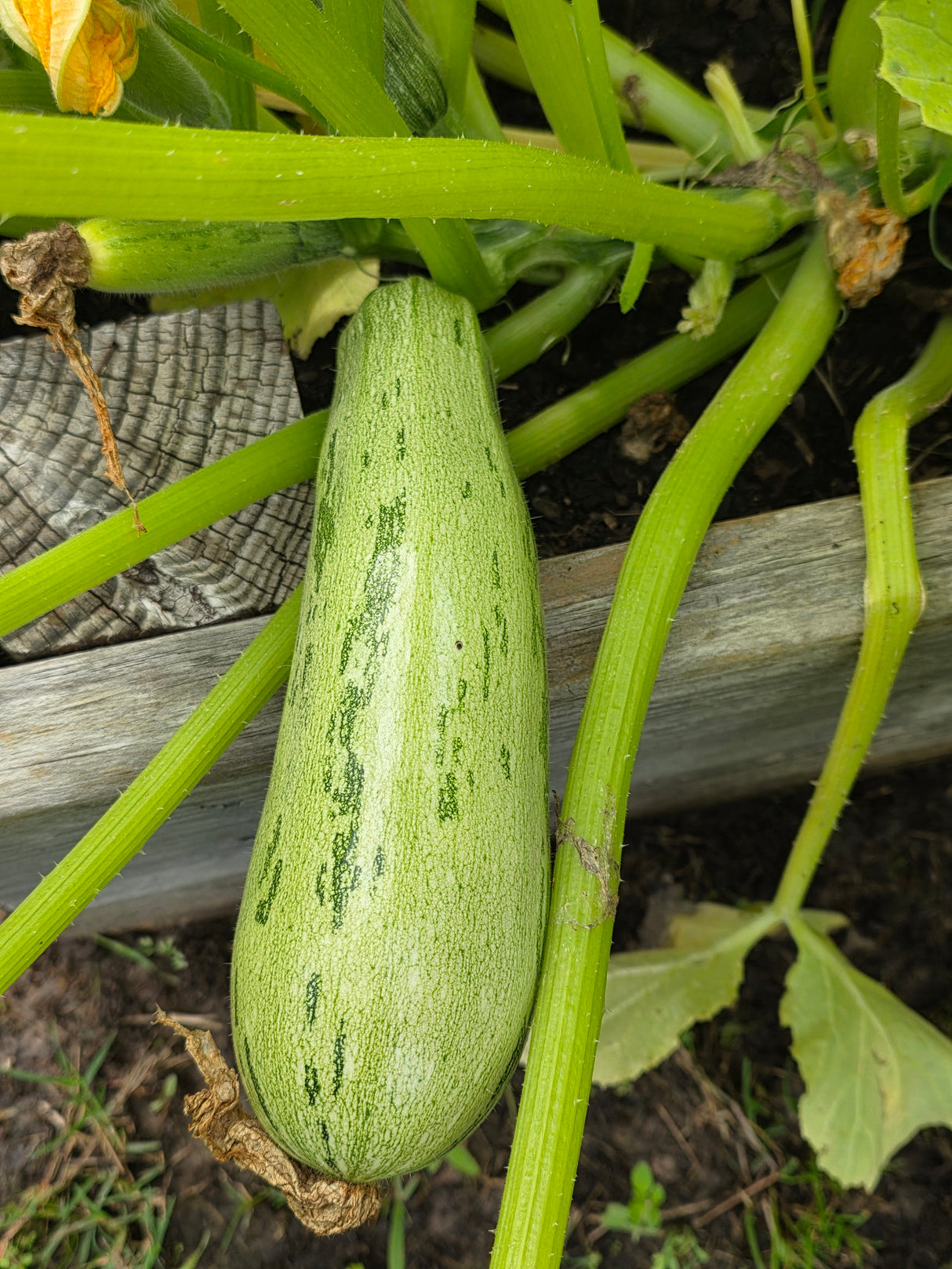 Caserta Zucchini