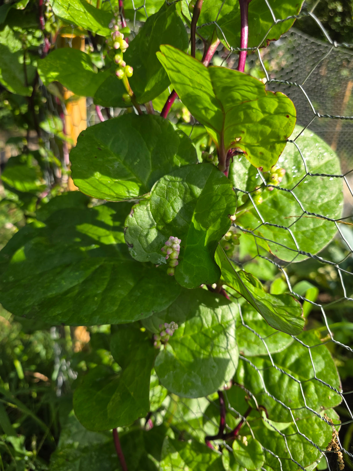 Malabar Spinach