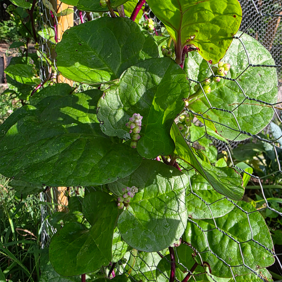 Red Malabar Spinach