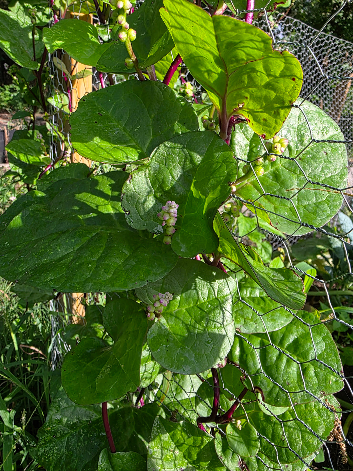 Malabar Spinach