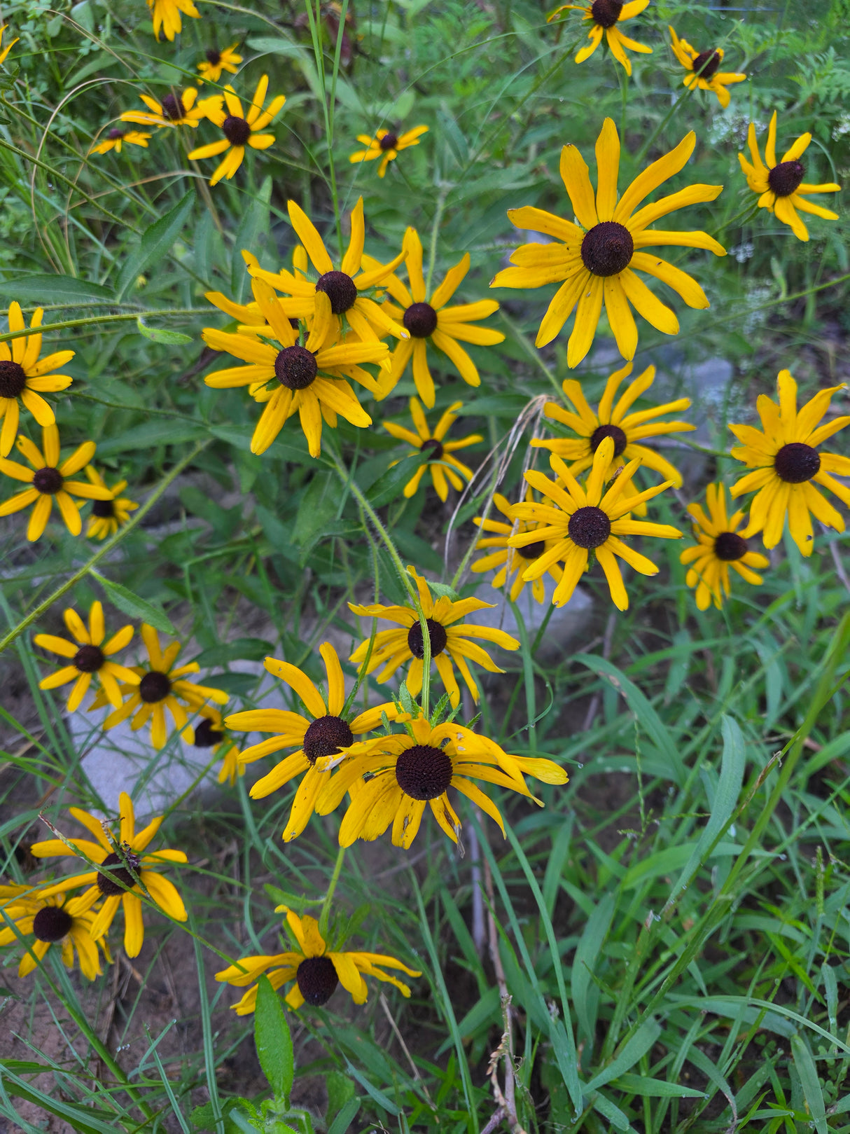 Black Eyed Susan