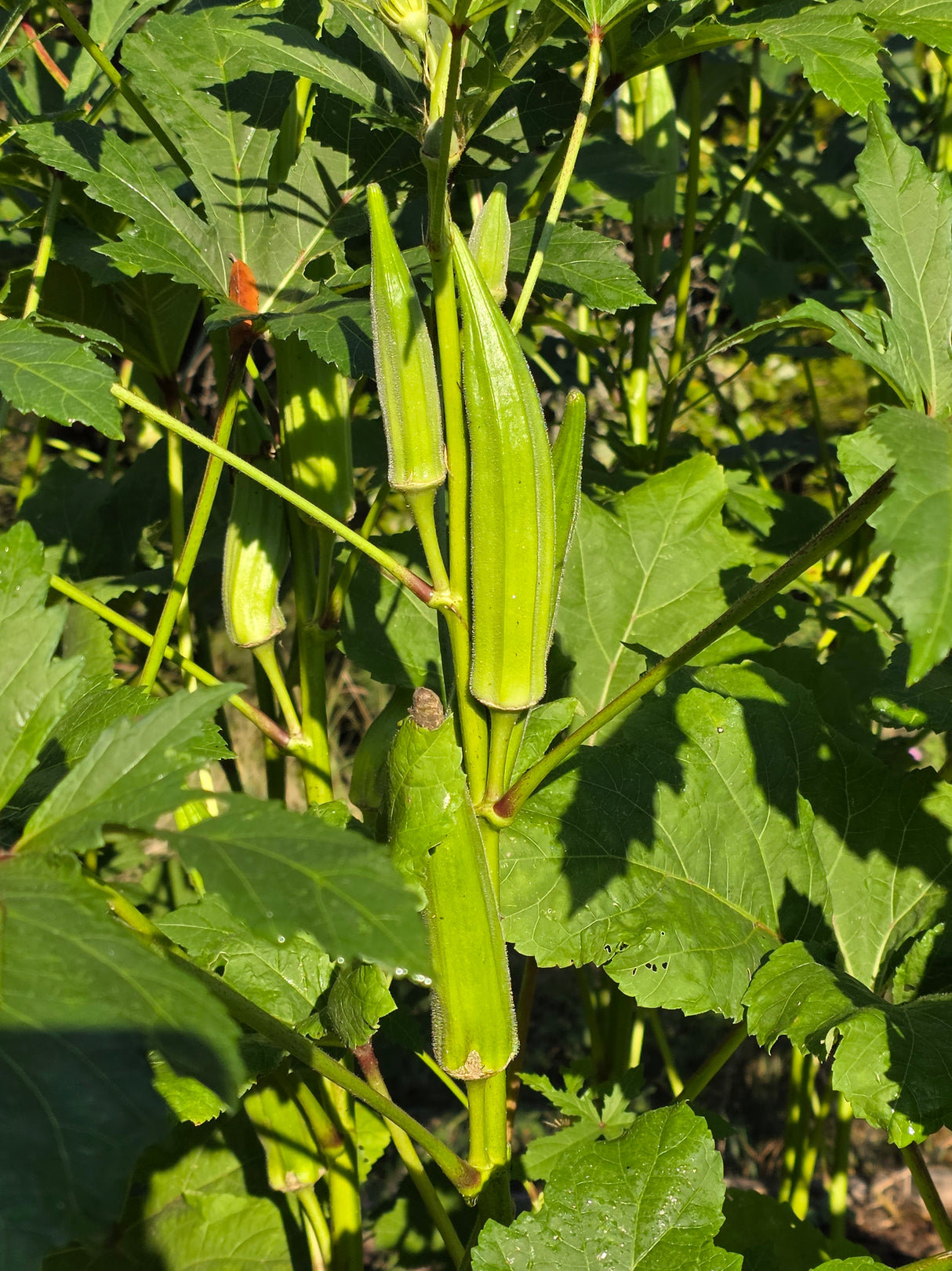 Heavy Hitter Okra