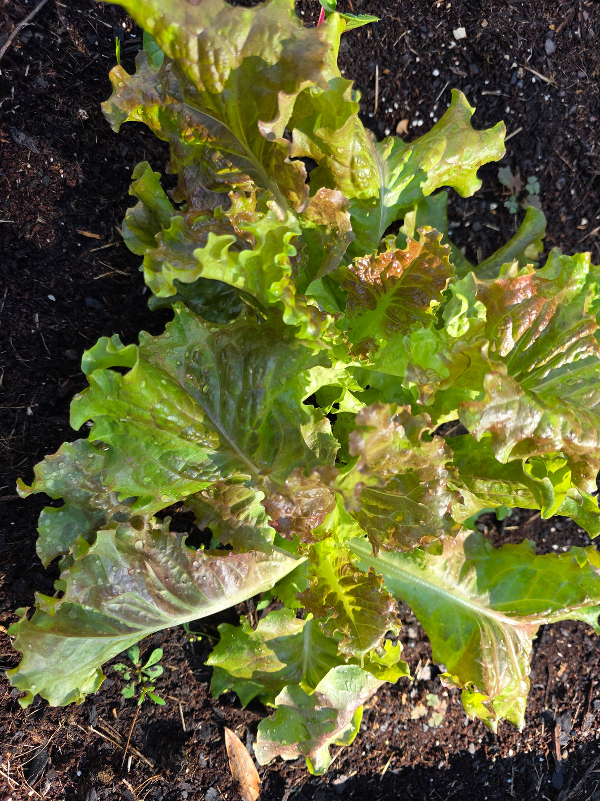 Red Sails Lettuce