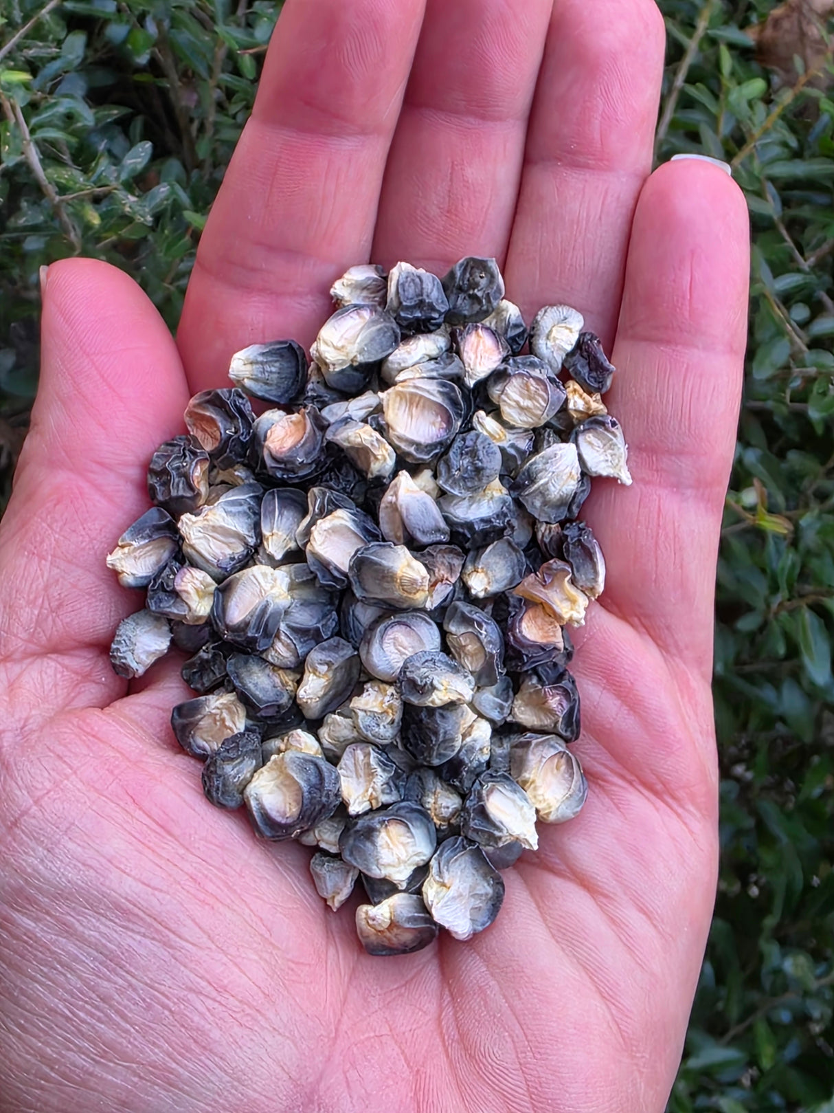 Hooker's Sweet Indian Corn