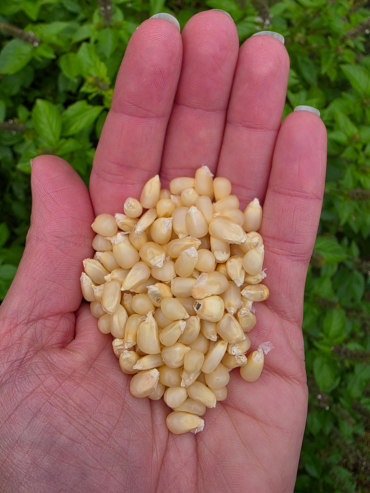 Pennsylvania Dutch Butter Flavored Popcorn