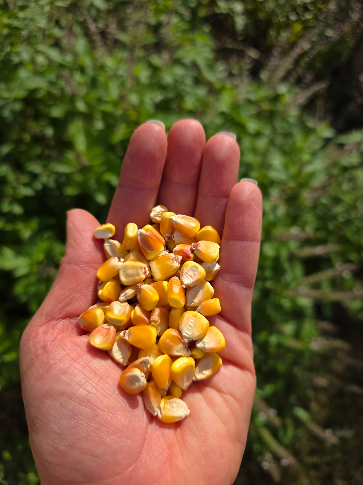 Trucker's Favorite Yellow Dent Corn