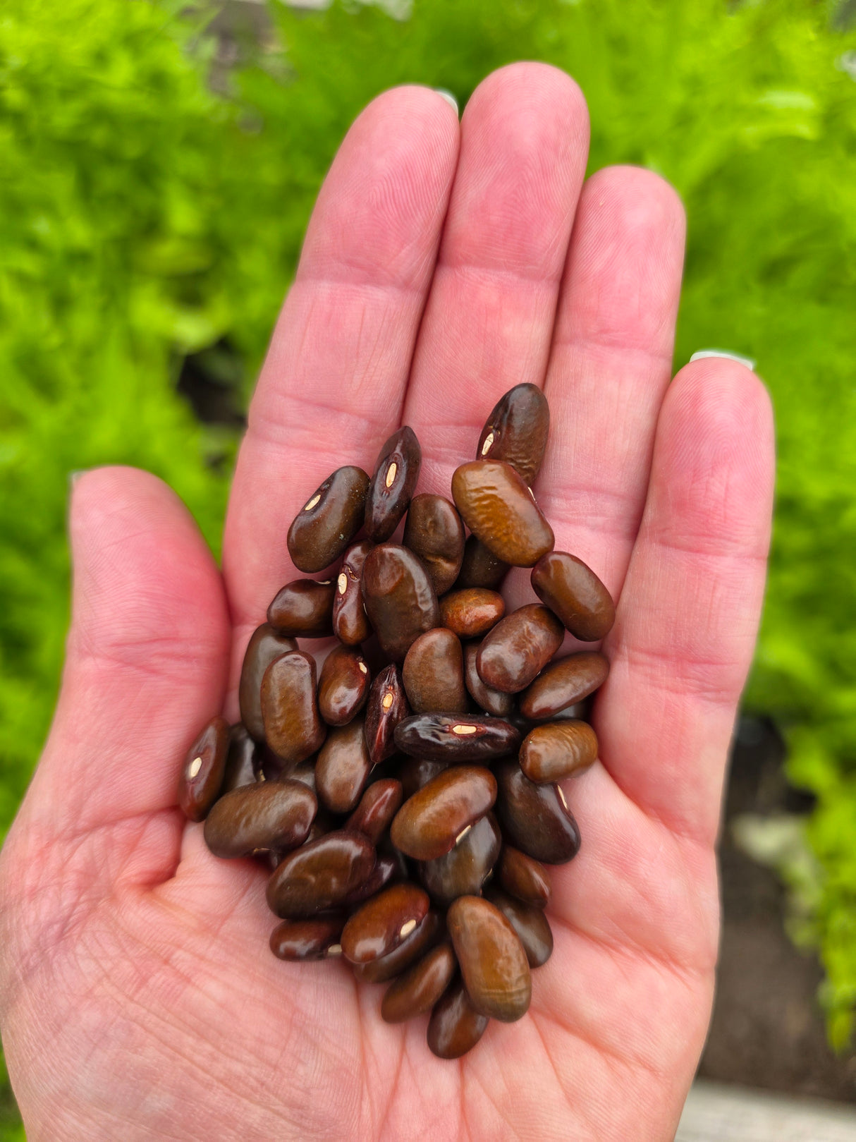 Grandma Nellie's Mushroom Pole Bean