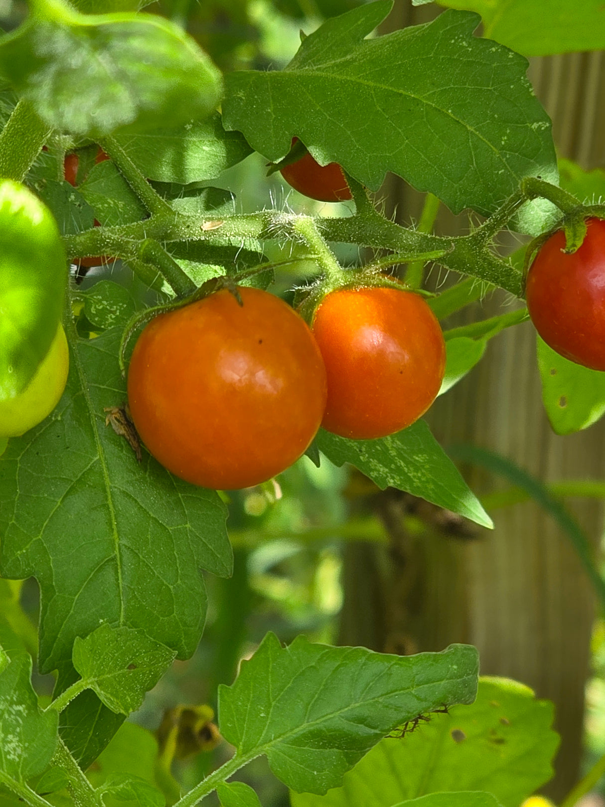 Fox Cherry Tomato