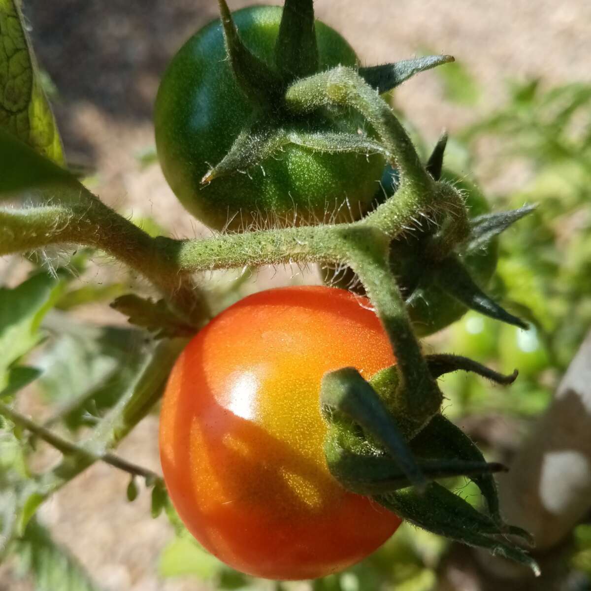 Fox Cherry Tomato
