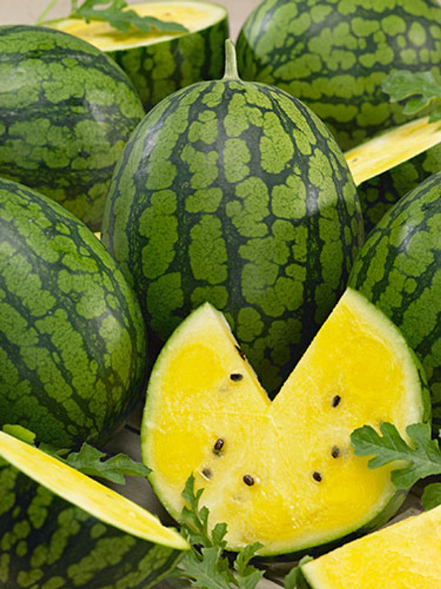 Mountain Sweet Yellow Watermelon – Mary's Heirloom Seeds