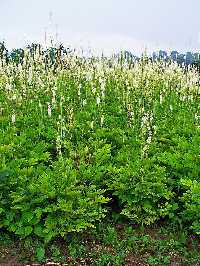 Black Cohosh