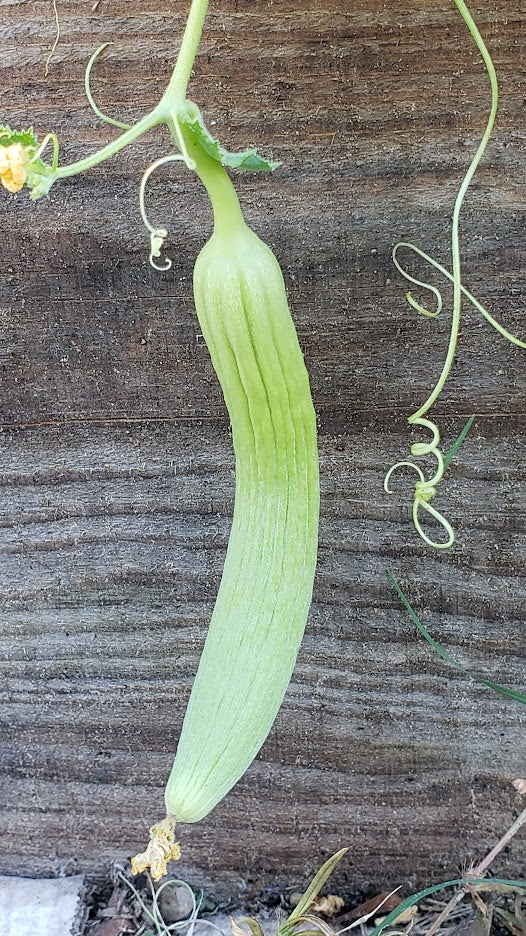 Armenian Cucumber BULK