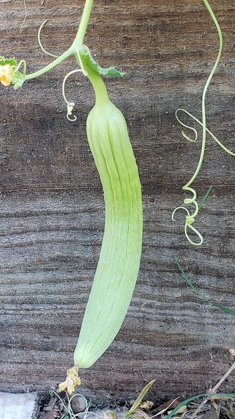 Armenian Cucumber BULK