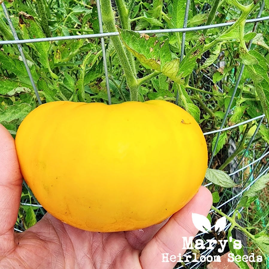 Azoychka Tomato