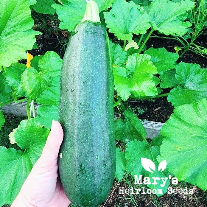 Black Beauty Zucchini