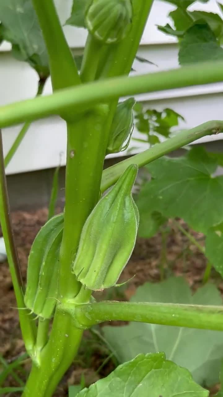Beck's Big Buck Okra