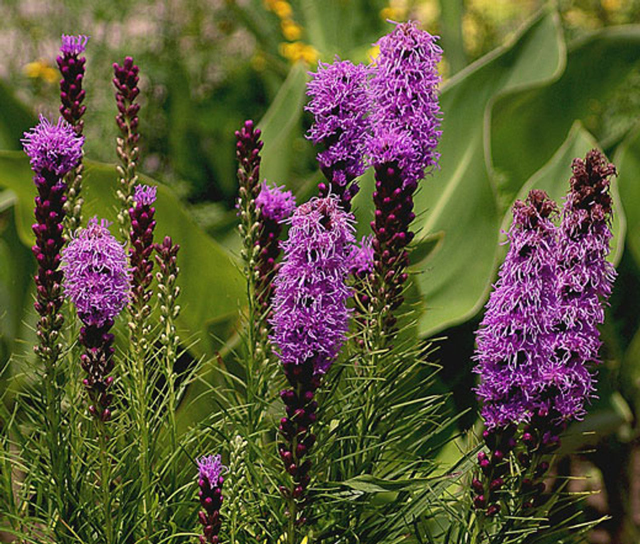 Blazing Star – Mary's Heirloom Seeds