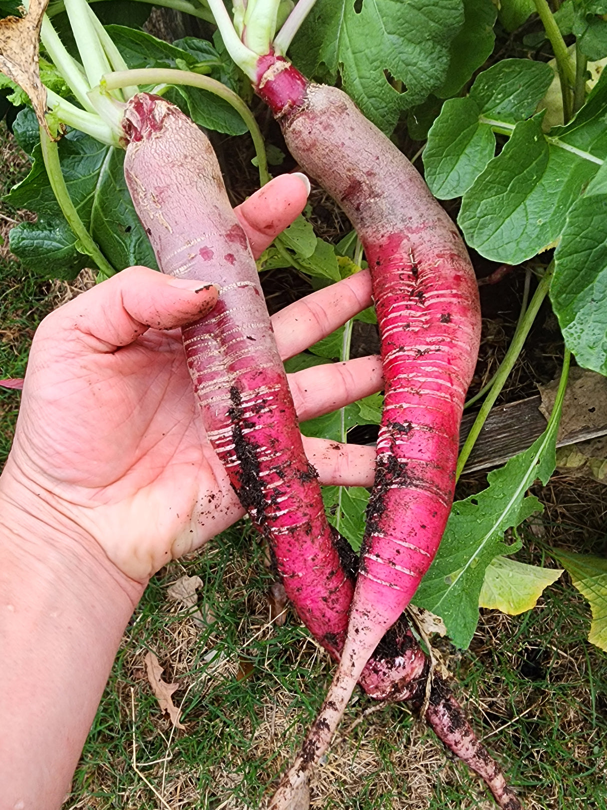 Long Scarlet Cincinnati Radish