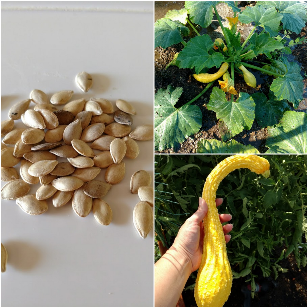 Golden Crookneck Squash