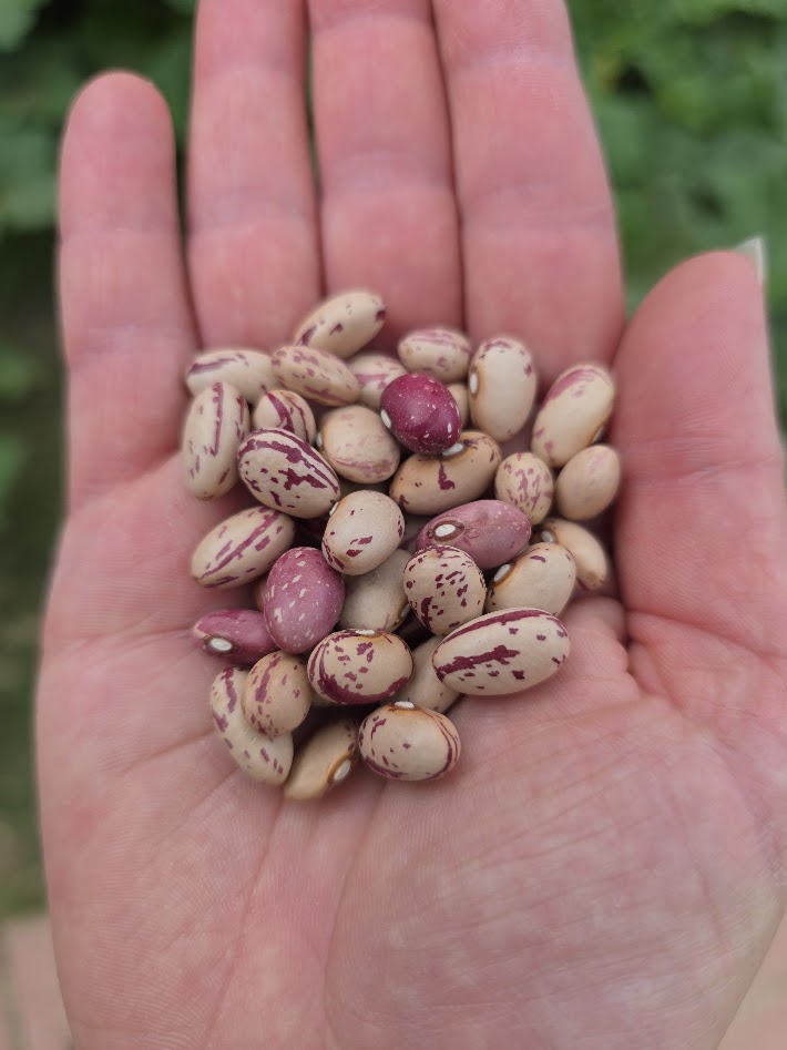 Dwarf Taylor Horticulture Beans