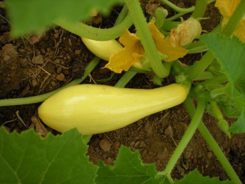 Early Prolific Straightneck Squash