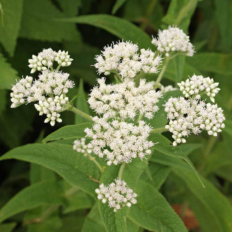 Boneset