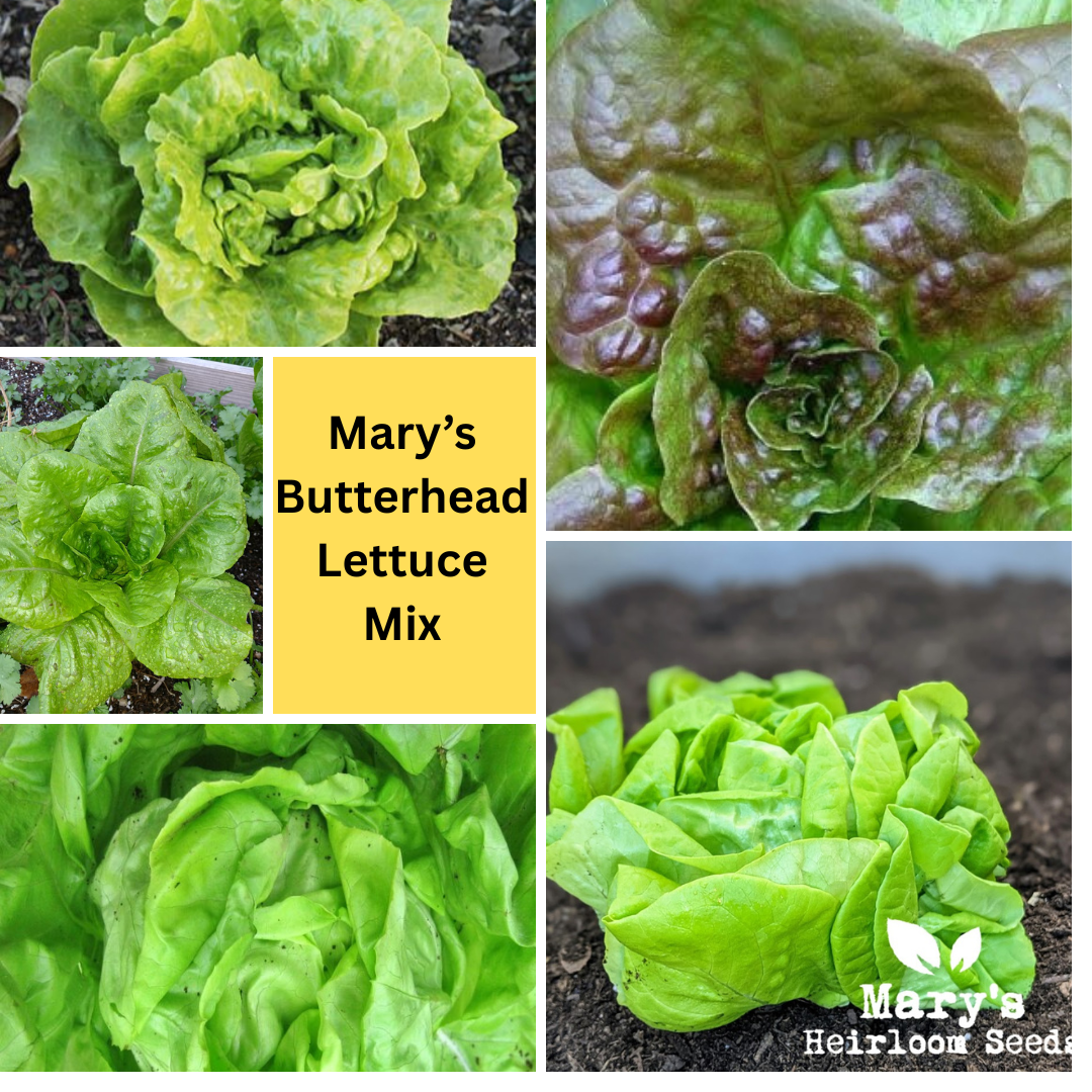 Mary's Butterhead Lettuce MIX