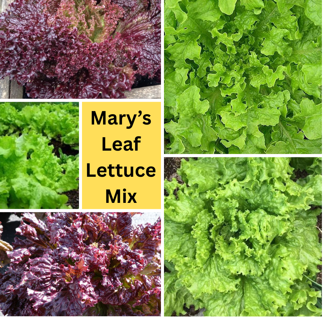 Mary's Leaf Lettuce MIX