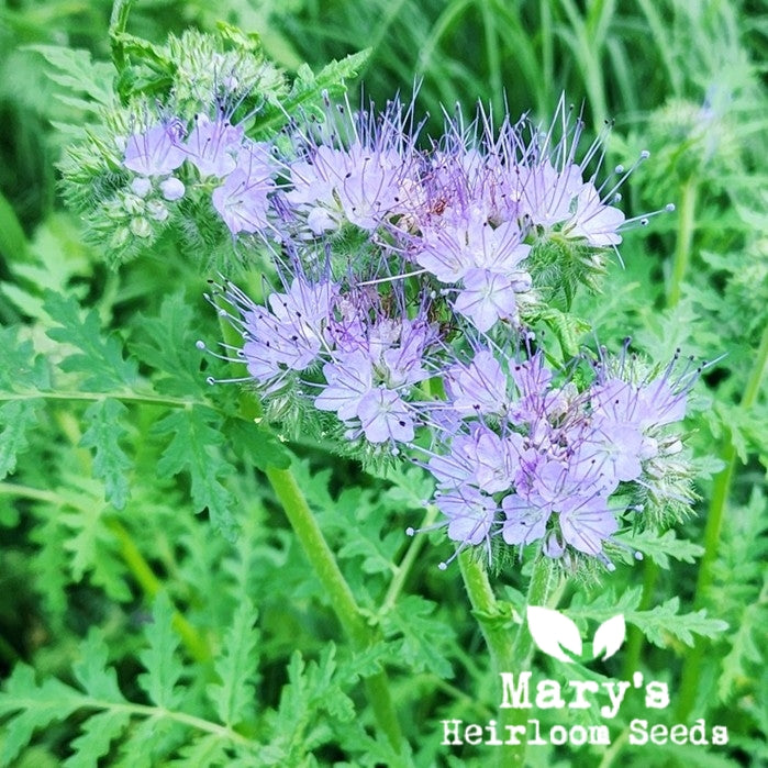 Lacy Phacelia