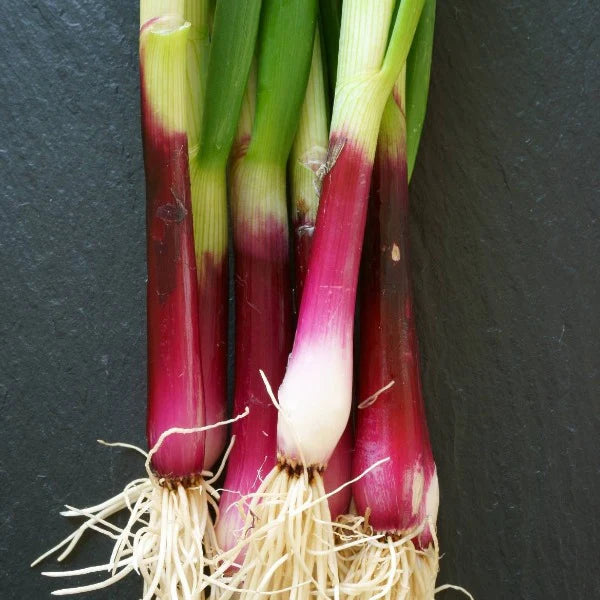 Red Beard Bunching Onion