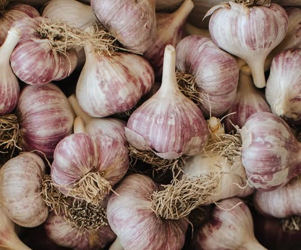 Russian Red Seed Garlic