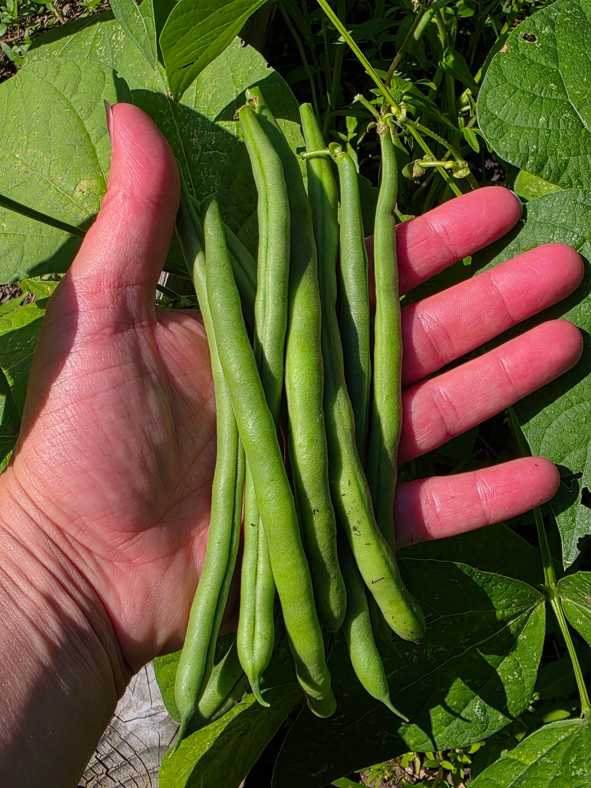 Slenderette Bush Beans