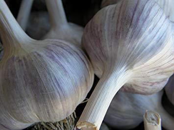 Spanish Roja Seed Garlic