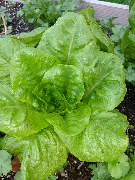 Summer Bibb Lettuce BULK Microgreen Seeds