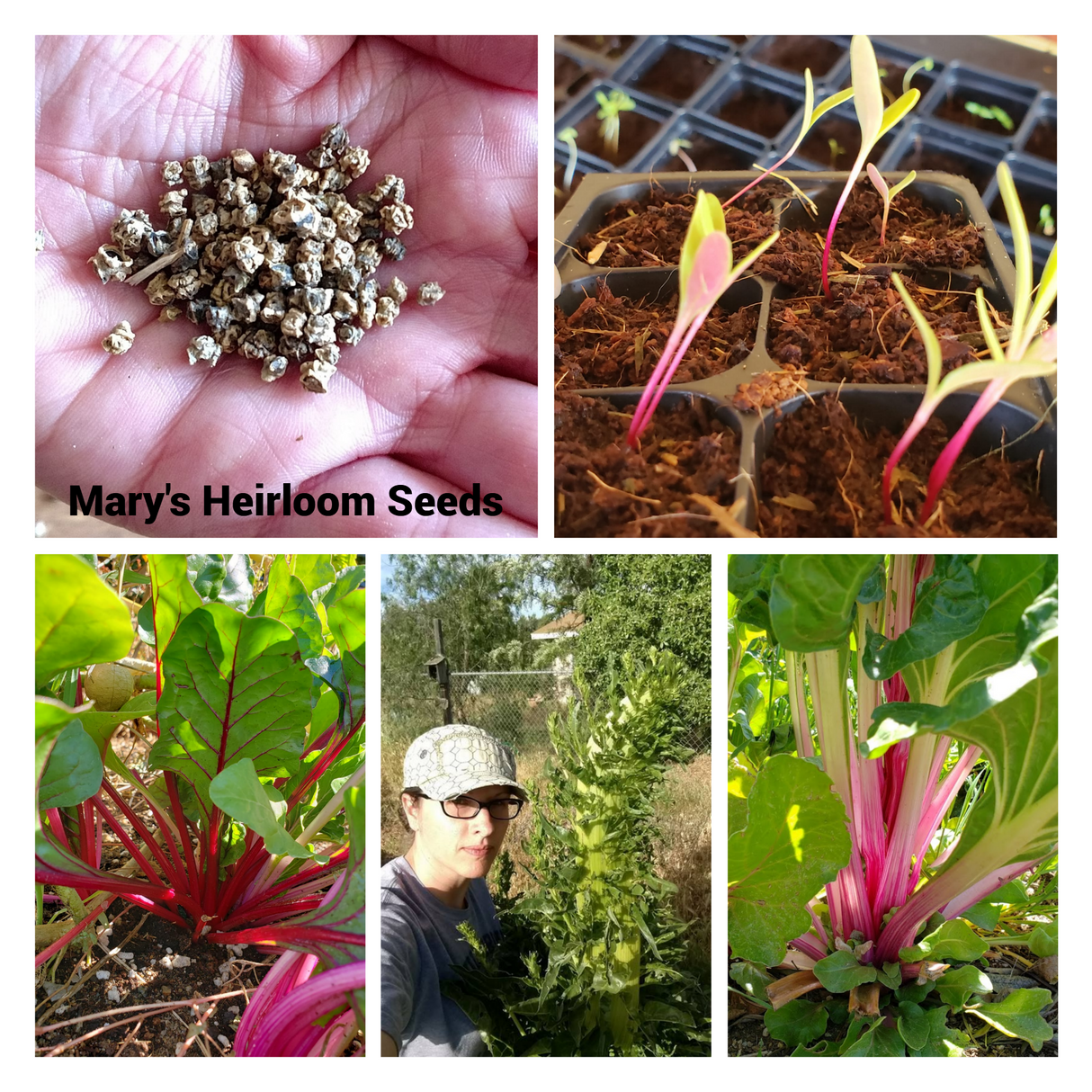 Rainbow Swiss Chard BULK Seeds